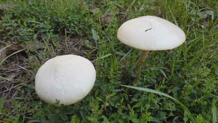 mushrooms growing on the grass in the forest. close-upの写真素材