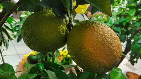 Orange fruit growing on tree in garden. Selective focus and shallow depth of field.の写真素材