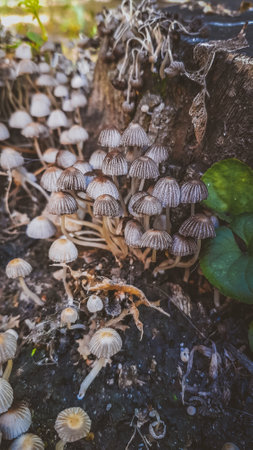 Close up of a group of mushrooms growing on a dead tree.の写真素材