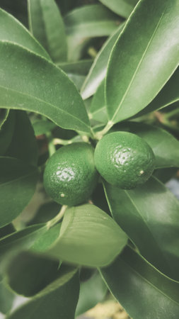 Limes on the tree. Shallow depth of field. Toned.の写真素材