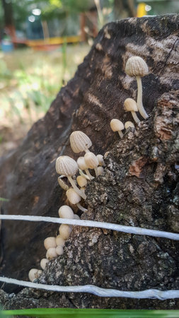 Mushrooms growing on a tree in the garden, Thailand.の写真素材