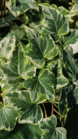 Leaves of a houseplant, Epipremnum aureumの写真素材