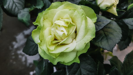 Beautiful roses in the garden. Green roses in the garden.の写真素材