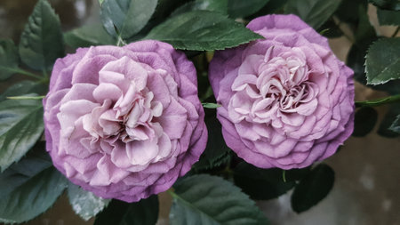 Beautiful purple rose flowers in the garden. Vintage color tone.の写真素材
