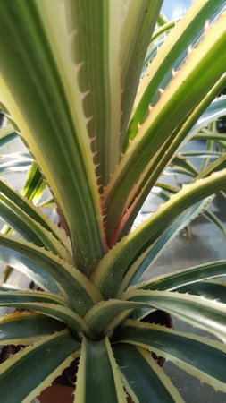 Close up of agave plant in flowerpot. Nature background.の写真素材
