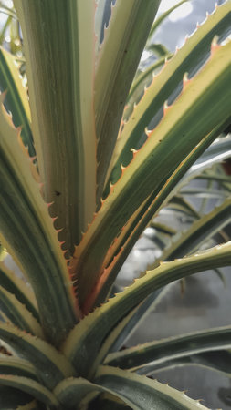 Close up of agave plant with green leaves and red veins.の写真素材