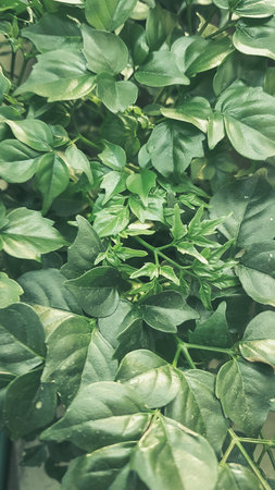 Beautiful green leaves background, vintage color tone, selective focus.