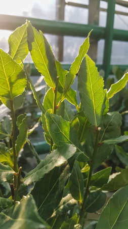 Green leaves of laurel in the garden at sunrise. Natural background.の写真素材