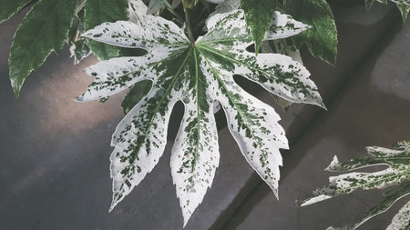 Leaves of Aglaonema plant with filter effect retro vintage style