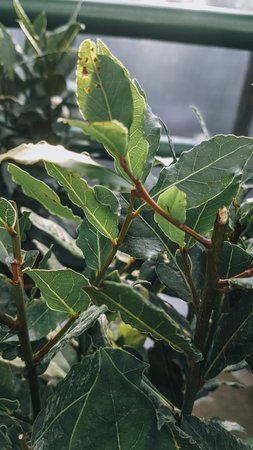 Green leaves of a laurel plant in a pot on the windowsill