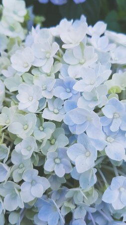 Hydrangea macrophylla in soft color and blur style for background