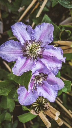 Purple clematis flower in garden - vintage effect style pictures