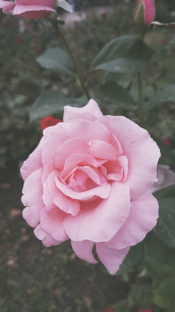 Beautiful pink rose in the garden - vintage effect style pictures.の写真素材