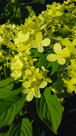 Hydrangea macrophylla is a species of flowering plant in the family Hydrangeaceae.