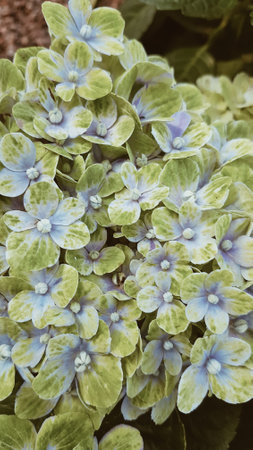 Close up of hydrangea flowers in the garden, vintage toneの写真素材