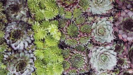 Top view of succulent plants in the garden. Nature background.の写真素材