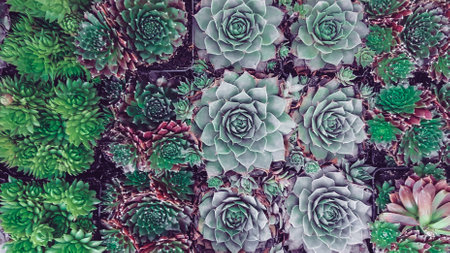Succulent plant in the garden - vintage effect style pictures.