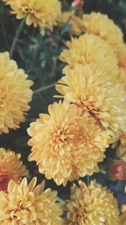 Yellow chrysanthemum flowers in the garden, vintage toneの写真素材