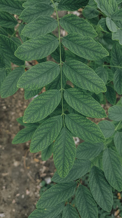 Peanut tree leaves in the garden. (Vintage tone)