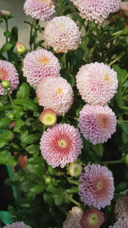 Pink chrysanthemum flowers in the garden, stock photoの写真素材