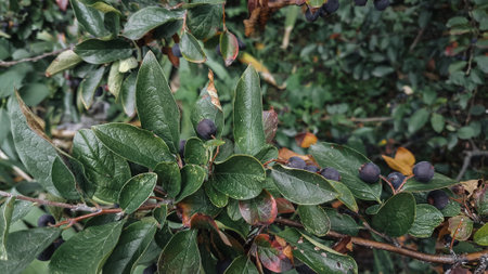 Honeysuckle berries on the branches of a bush in autumnの写真素材