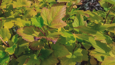Close up of green leaves on a bush in the summer garden.の写真素材