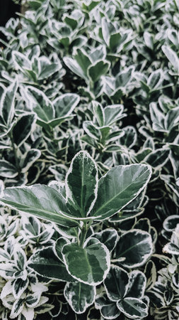Close up of green leaves, Thailand. (Vintage tone)の写真素材