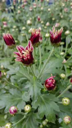 chrysanthemum flower in the garden,chrysanthemum flower in the gardenの写真素材