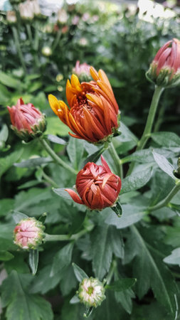 chrysanthemum very nice colorful autumn garden flower close upの写真素材
