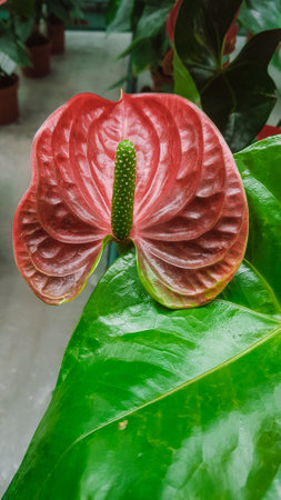 Anthurium andraeanum, flamingo flower or flamingo flowerの写真素材