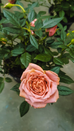 Beautiful pink rose in the garden, stock image. Soft focus.の写真素材