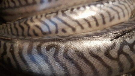 Mackerels on display at a fish market, close upの写真素材
