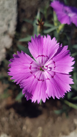 Close up of pink dianthus caryophyllus flowerの写真素材