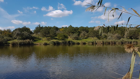 Landscape of a lake with trees and reeds in the backgroundの写真素材