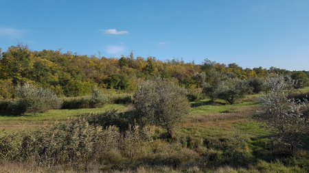 Autumn landscape with olive grove and blue sky in the backgroundの写真素材