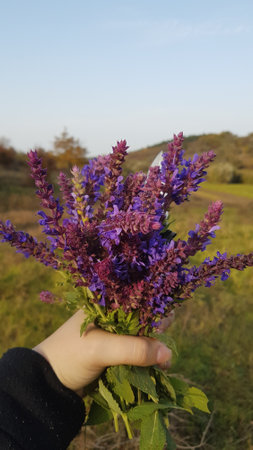 Salvia officinalis flowers in the hand of a child.の写真素材