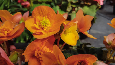 Beautiful orange begonia flowers in the garden. Selective focus.の写真素材