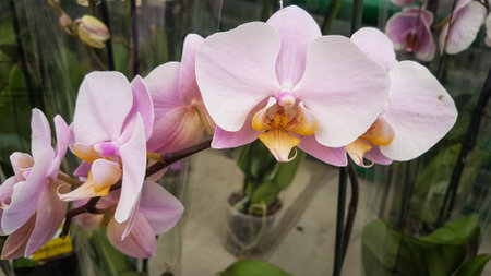 Beautiful orchid flowers in the garden, Phalaenopsisの写真素材