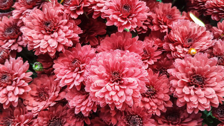 pink chrysanthemum flowers in the garden for backgroundの写真素材