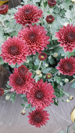 Chrysanthemum flowers in the garden, stock photo imageの写真素材