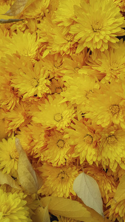 Yellow chrysanthemum flowers as a background, top viewの写真素材