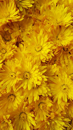 Yellow chrysanthemum flowers as a background, close upの写真素材