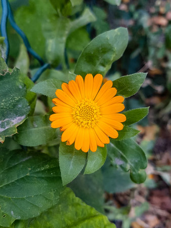 Calendula officinalis flower with green leaves in the gardenの写真素材