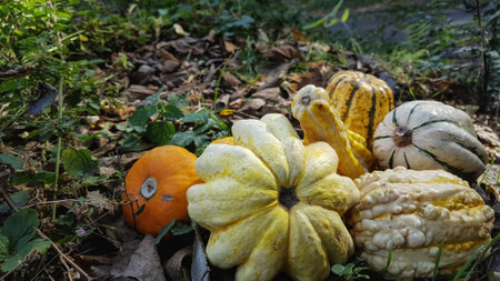 Autumn still life with pumpkins and gourds in the gardenの写真素材