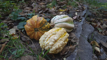 Pumpkin on the ground in the garden. Autumn harvest.