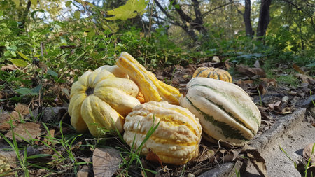 Pumpkins on the ground in the garden. Autumn harvest.の写真素材