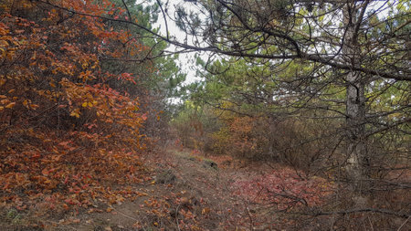 Autumn landscape in the forest. Landscape in the autumn forest.の写真素材
