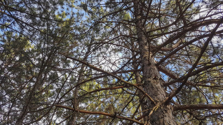 Pine tree in the forest. Nature background. View from below.の写真素材