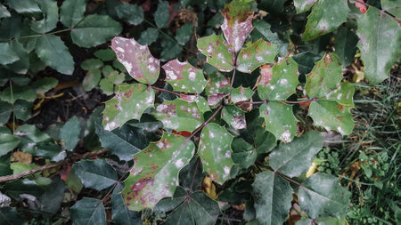 Disease on the leaves of a tree in the garden.の写真素材