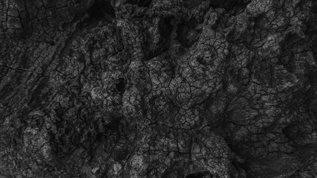Black and white texture of old tree bark. Abstract background and texture for design.の写真素材